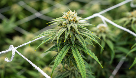 10 Top Tips for Mould Prevention When Growing Cannabis