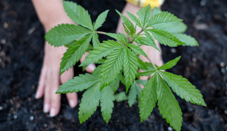 What Is Compost and Why It Is So Beneficial for Cannabis Plants?