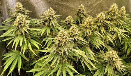 10 Ways To Grow The Biggest Cannabis Yields