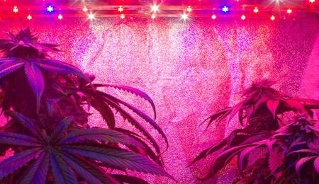 Cómo fabricar una lámpara LED para cannabis?
