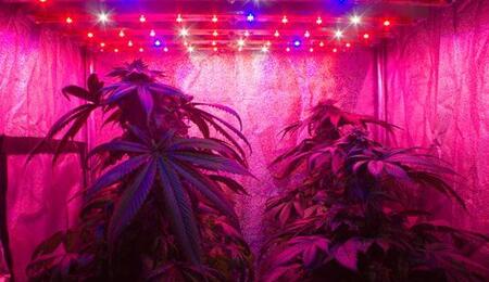 LED, inicios en el cultivo de cannabis.