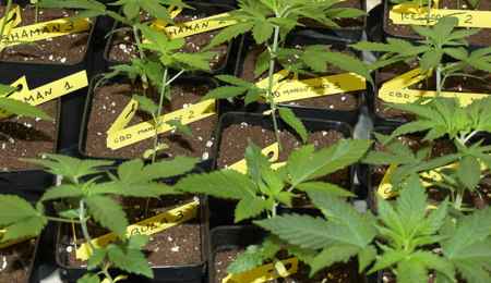 El cultivo de cannabis: un trabajo de sol a sol
