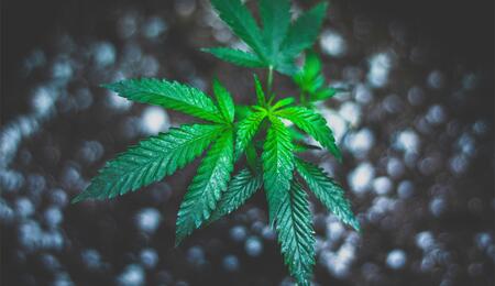 Was die richtigen Lagerbedingungen für Cannabis Samen sind