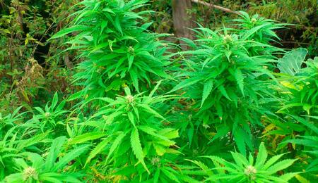 El-cannabis-y-la-longevidad