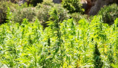 Les plantes compagnes du cannabis