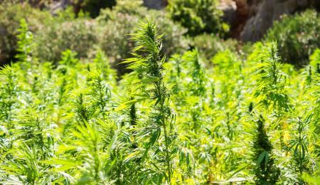 Versamtes Weed. Volles Genusserlebnis trotz Samen