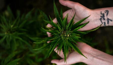 Jaké jsou konkrétní pravidla, limity a kontroverzní body nové legislativy o konopí? Podrobný průvodce změnami v českém právním rámci.