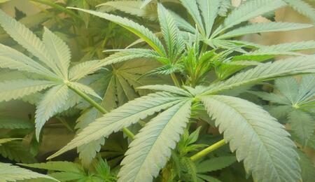 Les principaux arguments en faveur de la légalisation