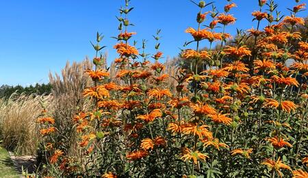 Leonotis leonurus