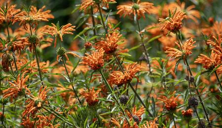 L’autre plante du mois : Leonotis leonurus