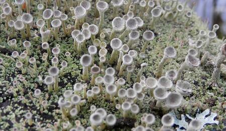 L’autre plante du mois : lichens, un lien entre deux règnes