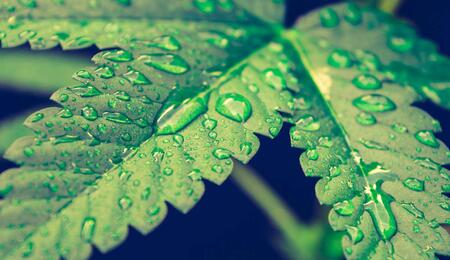 Listová výživa konopí: kdy rostlinám pomůže? 