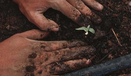 Living soil – živá půda pro zdravější rostliny konopí