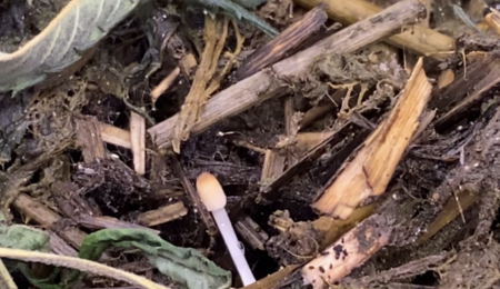 Living Soil - Das unsichtbare Team im Boden
