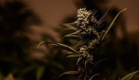 Piante di cannabis "speciali" grazie alle mutazioni