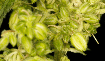 Jorge Cervantes explica cómo cosechar semillas de cannabis.