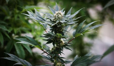 Cannabis light: stop arresti a vista, servono prove scientifiche