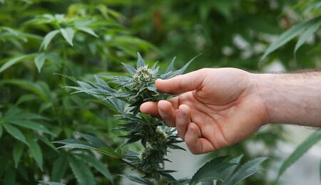 Cannabis light: inchiesta archiviata ma danni irreparabili per le aziende