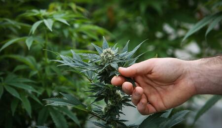 Cannabinoidi vs. Terpeni: un duello all'ultimo respiro per il tuo benessere