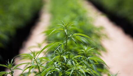 Nuova stagione per la cannabis terapeutica italiana: arrivano le infiorescenze di Tilray