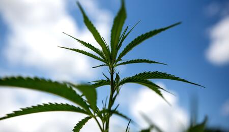 Cannabis: dove è legale nel mondo?