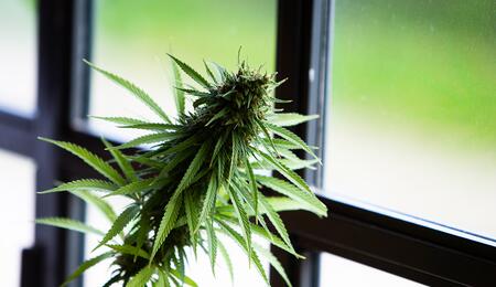 Cannabis terapeutica: si può coltivare in casa?