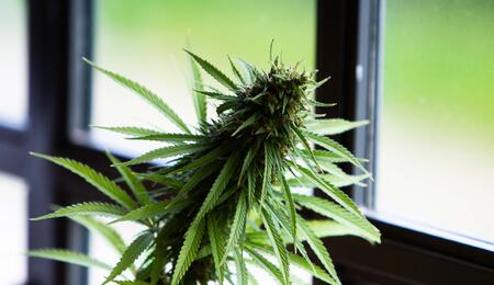 È possibile coltivare cannabis indoor senza lampade?
