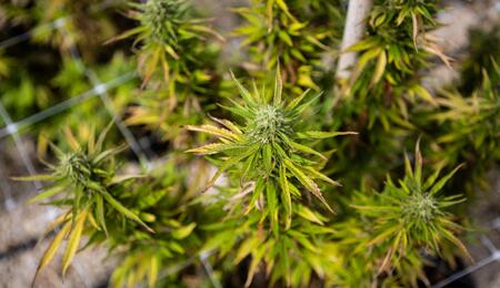 Cannabis: cosa raccontano le foglie sulla salute della pianta 