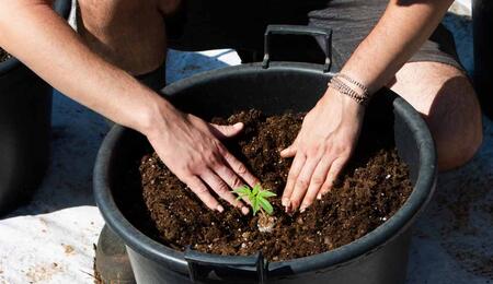 Qual è il periodo migliore per coltivare cannabis outdoor?