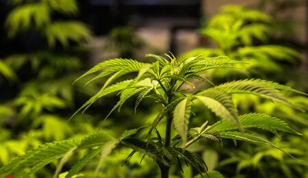 Cannabis Light, nuovi sequestri a Torino: la giustizia assolve, ma il settore rischia di paralizzarsi