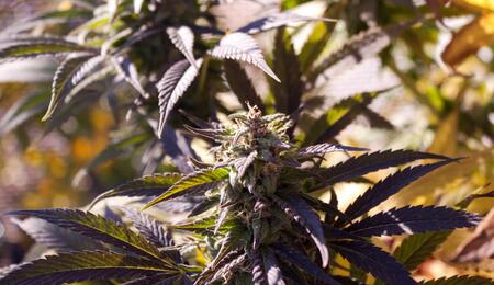 Marijuana’s Ideal Growing Environment