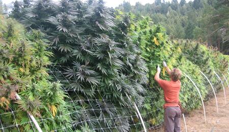 Cannabis-Grower
