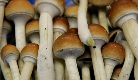 Von der Wiese bis zum Holzmulch: Diese Psilocybe-Arten gehören zu den bekanntesten psilocybinhaltigen Pilzen Europas.