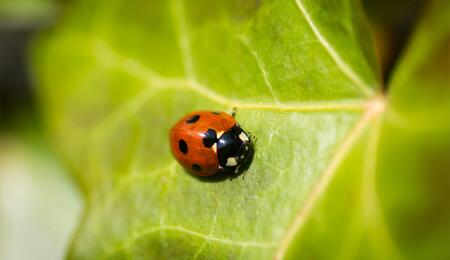Marienkäfer sind hocheffiziente Nützlinge gegen Spinnmilben. Wie man sie biologisch und effektiv gegen Schädlinge einsetzt.