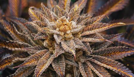 Marihuana