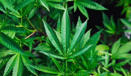 Large cannabis farm discovered