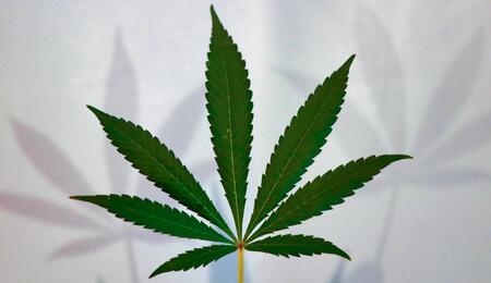 The NHS are set to test a cannabis product