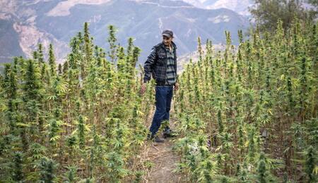 Maroc : 10 autorisations de transformation et de fabrication de produits à base de cannabis