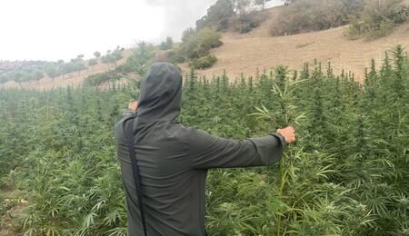 La récolte du cannabis au Maroc avec El Professeur