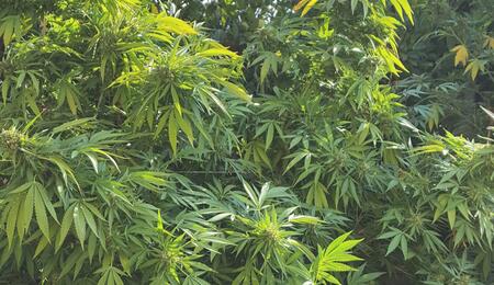  67 produits à base de cannabis autorisés au Maroc