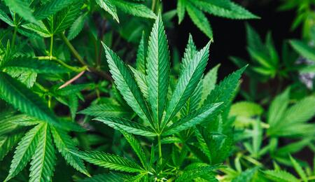 Medizinisches Cannabis wird zunehmend in die Schmerzbehandlungsstrategien von Patienten mit chronischen Schmerzen integriert.