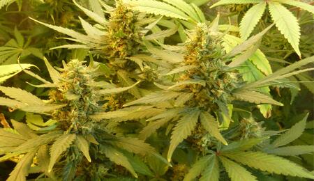 Les avantages et les inconvénients du cannabis thérapeutique