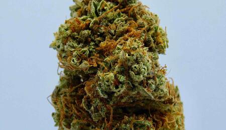 A cancer patient who utilized medical cannabis to alleviate the side effects of chemotherapy developed a severe fungal infection after using a tainted product