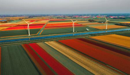 In den Niederlanden verwendet die überwiegende Mehrheit der Patienten medizinisches Cannabis ohne ärztliche Verschreibung.
