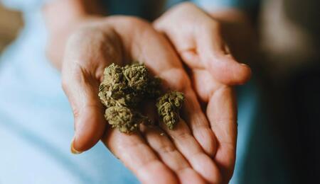 Medyczna marihuana