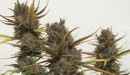 Quelle est la meilleure période de l’année pour cultiver du cannabis ?