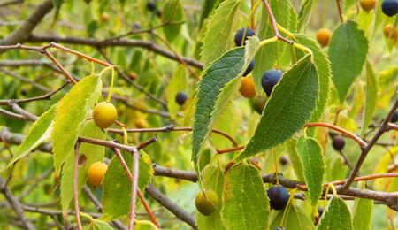  L’autre plante du mois : le micocoulier, un cousin méconnu du cannabis