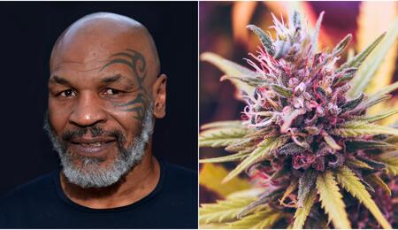 Mike Tyson cannabis industry.