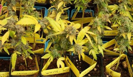Cultivo de mini plantas de cannabis en espacio reducido