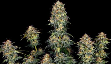 Grow Report : Moby Dick Auto